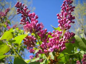 Lilacs 1