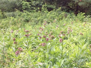 Milkweed field