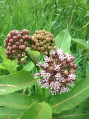 Milkweed
