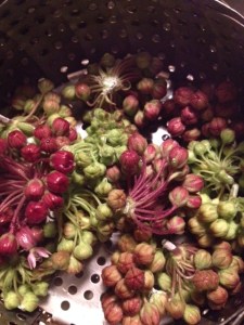 Milkweed flower buds to boil
