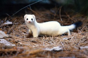 Longtailed Weasel