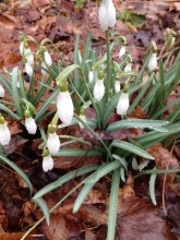 Snowdrops at Smith College