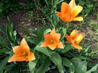 Bridge of flowers (13)