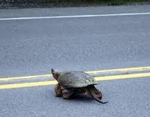 Snapping Turtle crosses road