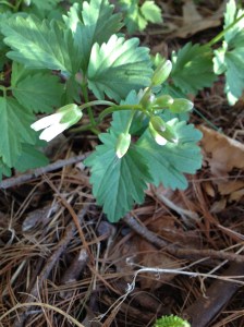 Toothwort