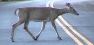 Whitetail Deer crossing road