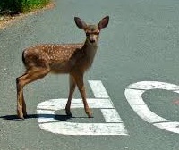 Whitetail Deer fawn crossing road