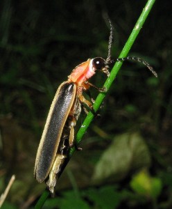 Firefly beetle