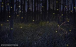 Group of fireflies in a forest