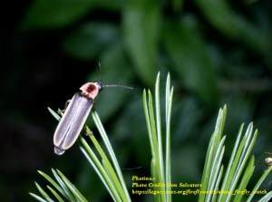 Photinus by Don Salvatore