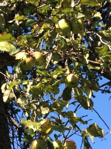 apple-tree