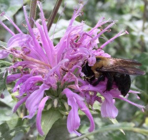 Beebalm and Bumble Bee