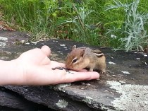 Chippy eating from Arianna's hand. Image by John P. Buryiak