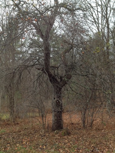 Apple tree in November