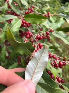 Autumn Olive