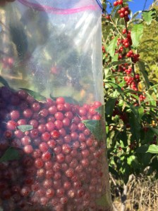 Arianna gathering Autumn Olive