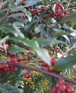 Autumn Olive