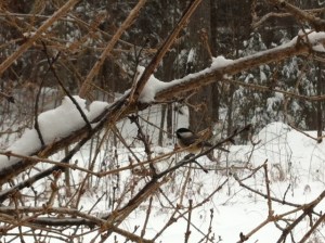 One of Arianna's chickadee neighbors