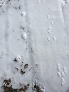Bobcat & Rabbit tracks side by side