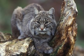 Bobcat - Lynx rufus, Photo by Gary Kramer, courtesy of USFWS