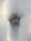 Bobcat track in snow