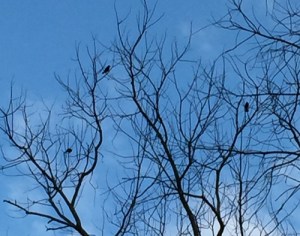 Red-winged Blackbirds