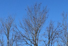 Male Red-winged Blackbirds in early spring