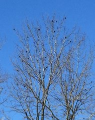 Red-winged Blackbirds