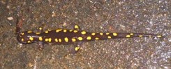 Yellow Spotted Salamander