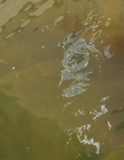 Serpent cloud in Deerfield River by Arianna