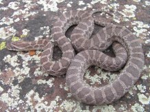 Milksnake on rock