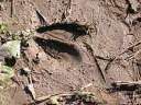 Deer track in mud
