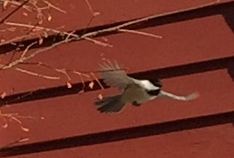 Black-capped Chickadee flying in