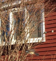 Chickadees in the morning