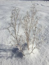ice covered plant & tracks