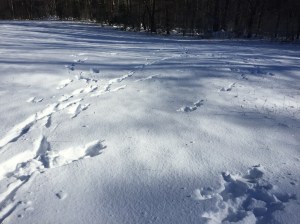 Coyote pack's tracks in the field