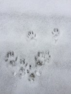 Red Squirrel tracks