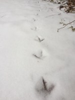 Ring-necked Pheasant tracks
