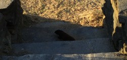 mink coming from stone steps