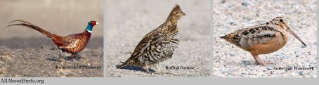 Ring-necked Pheasant, Ruffed Grouse, American Woodcock