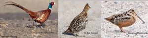 Pheasant-Grouse-Woodcock