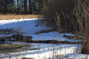 Ring-necked Pheasant