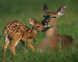 deer and fawn