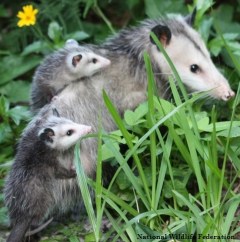 Opossum mama with joeys
