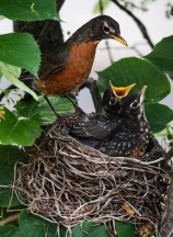 America Robin feeding chicks
