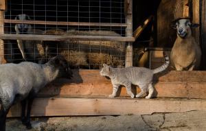 Desi the Barn Cat at the Lazy Chicken Farm