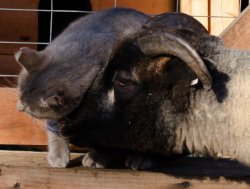 Desi the barn cat at the Lazy Chicken Farm