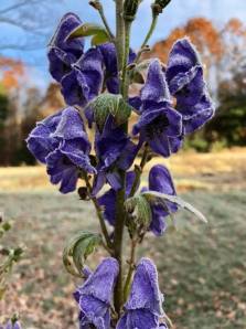 Monkshood