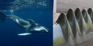 Biomimicry example: whale fin to wind turbine blade design