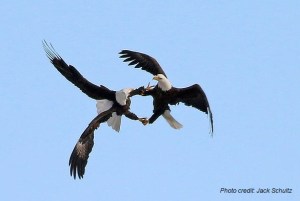 Bald Eagles Courtship